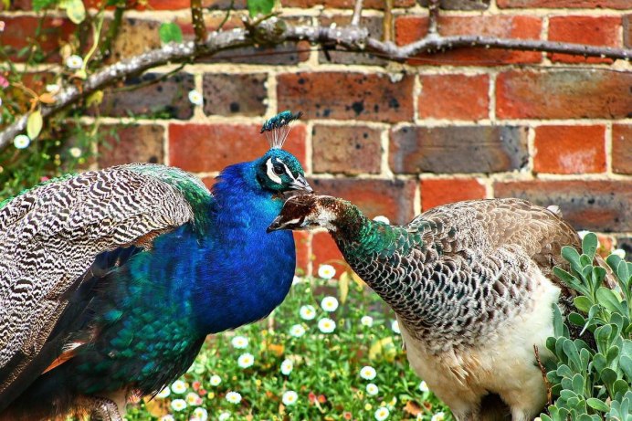 Павлины самка Peacock