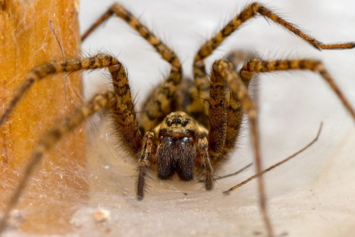 Carparachne aureoflava