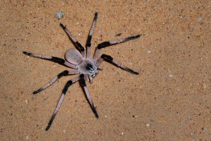 Cebrennus rechenbergi