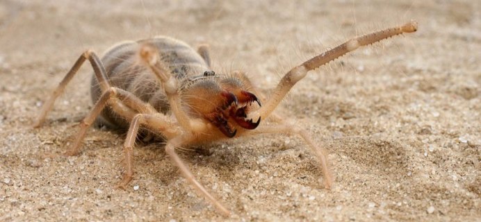 Паук Cebrennus rechenbergi