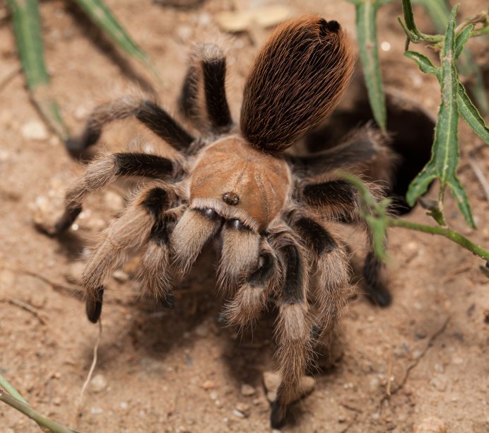 Carparachne aureoflava