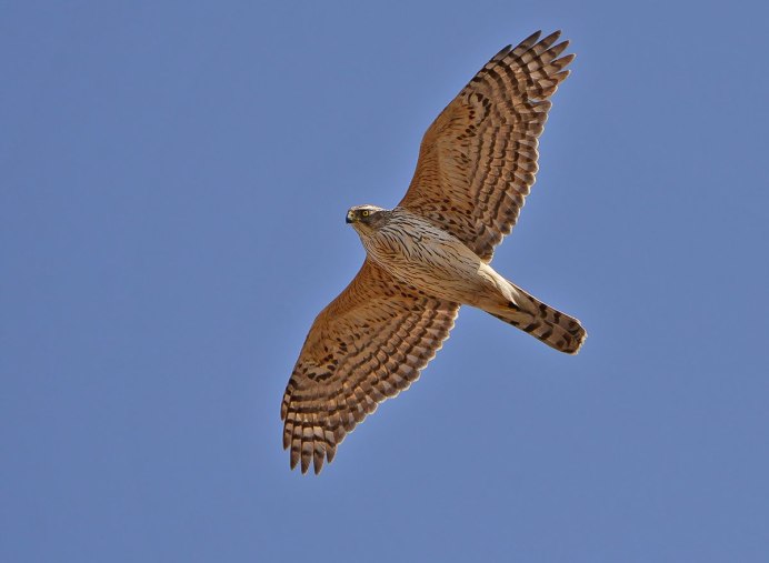 Ястреб-тетеревятник рыжий