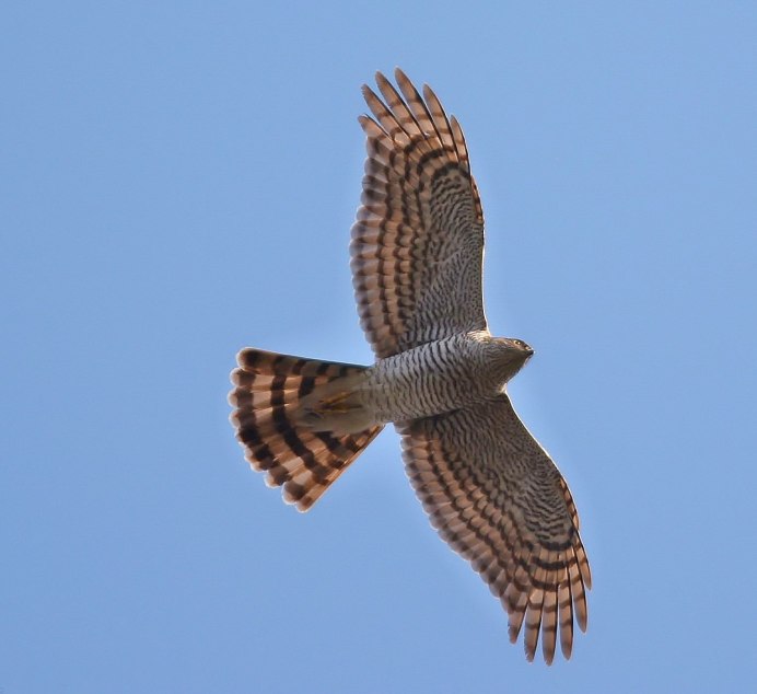 Ястреб-перепелятник в полете