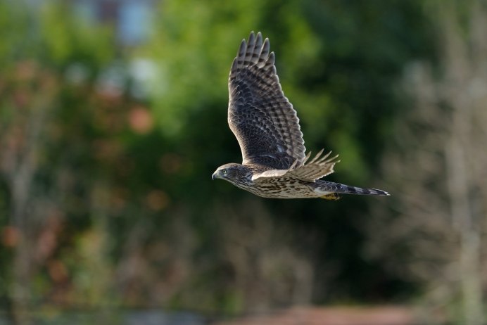 Птица ястреб тетеревятник