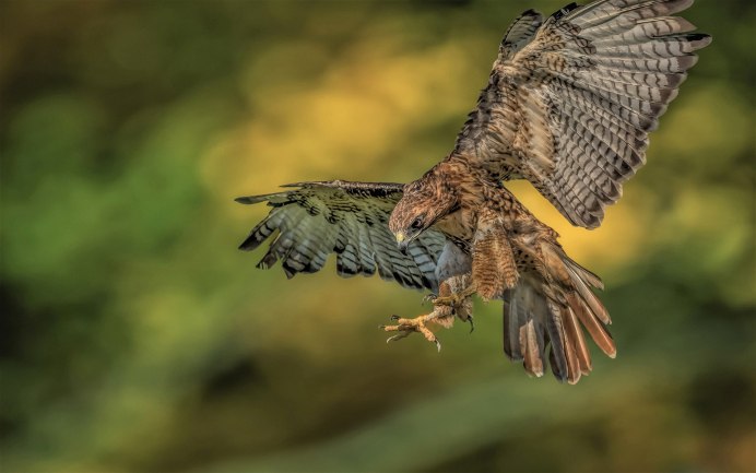 Птицы Казахстана ястреб перепелятник