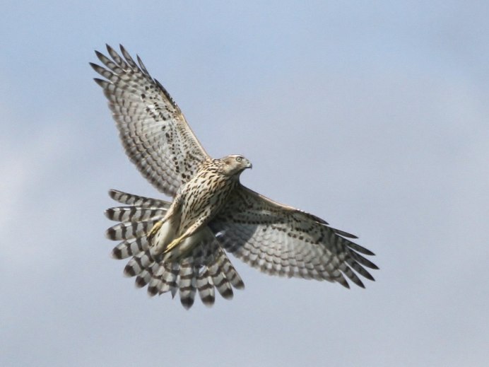 Ястреб-тетеревятник