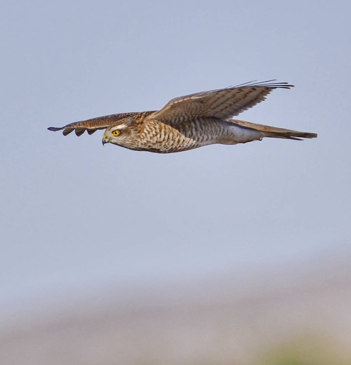 Ястреб тетеревятник Сапсан