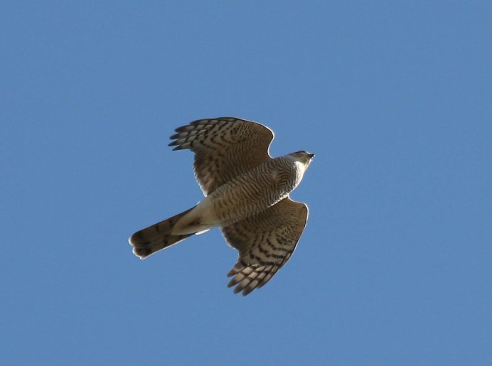 Ястреб тетеревятник полет
