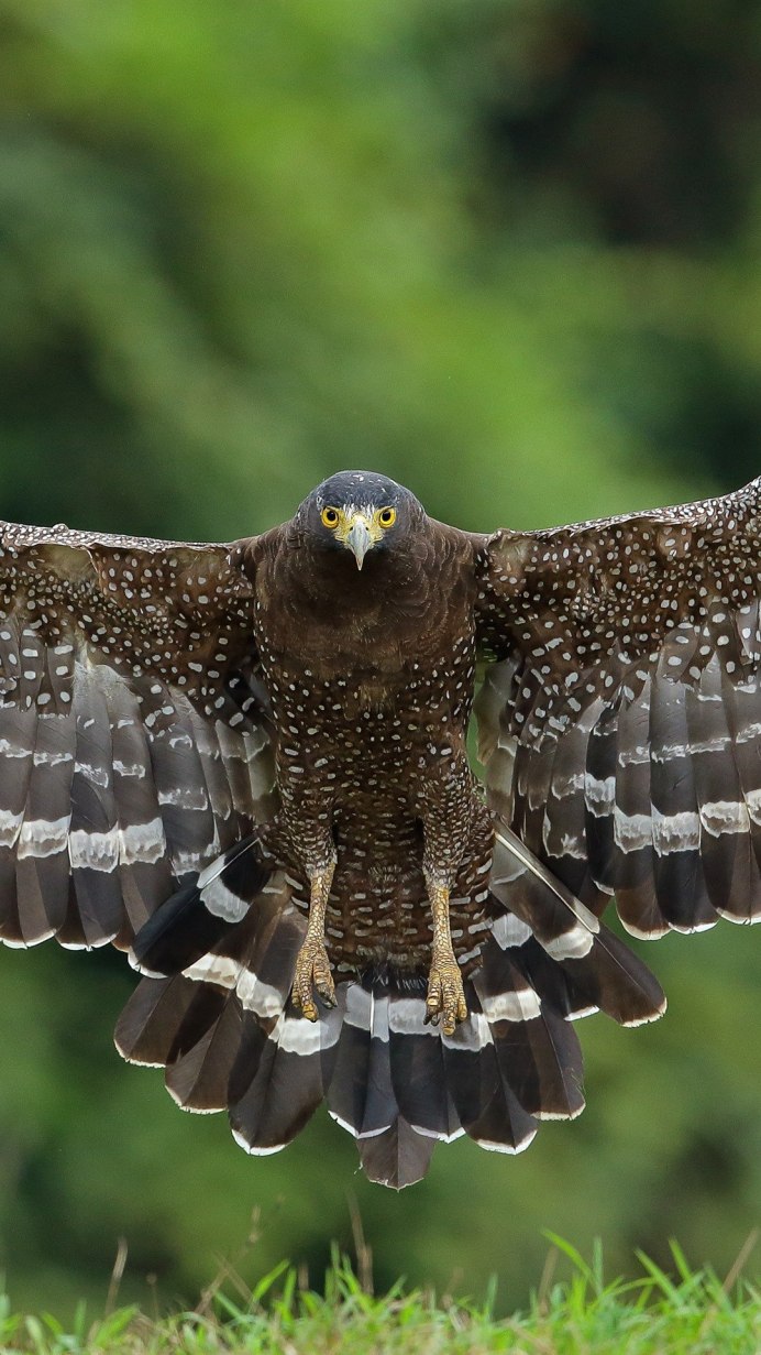 Ястреб в полете