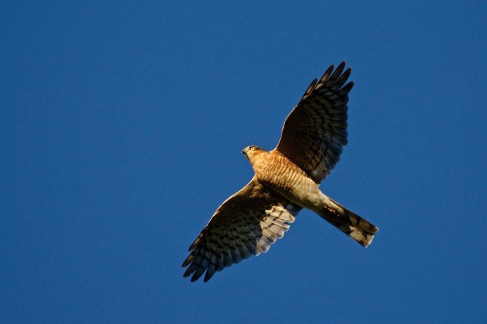 Ястреб тетеревятник полет