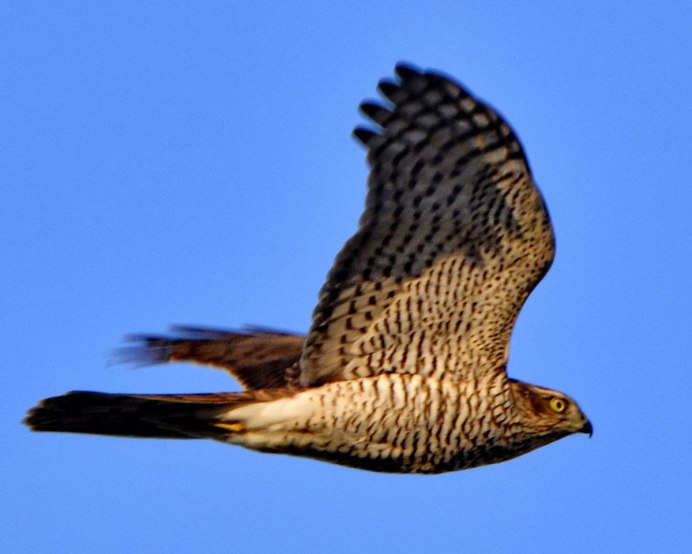 Ястреб-перепелятник (Accipiter nisus)