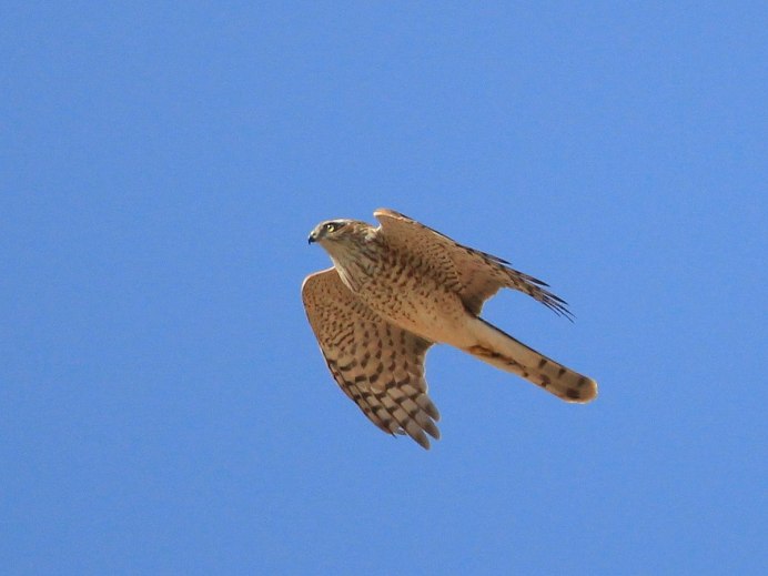 Ястреб тетеревятник в полете