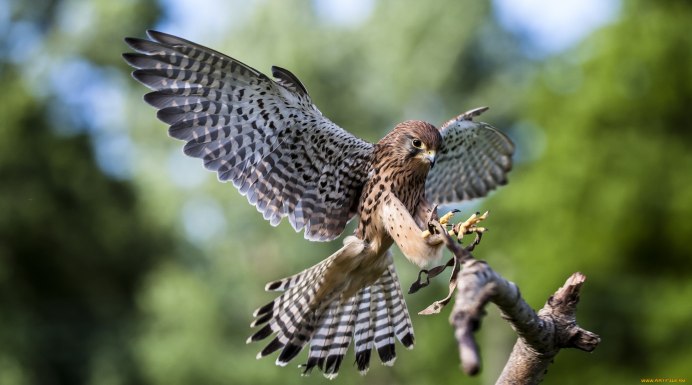 Сапсан пикирует