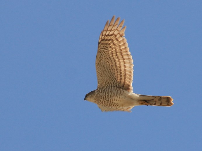 Сокол Сапсан птенец