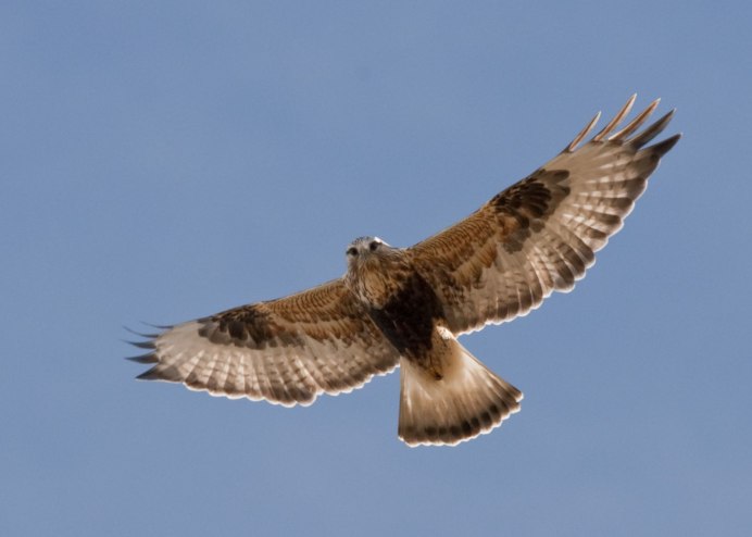 Ястреб тетеревятник охота