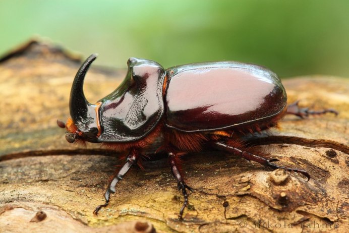 Lucanus formosanus