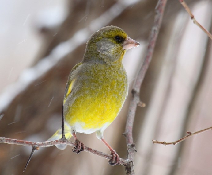 Вьюрок обыкновенный