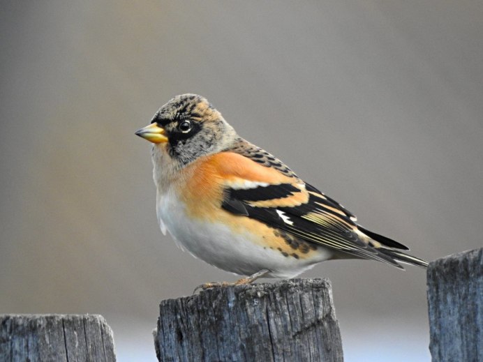 Вьюрок обыкновенный