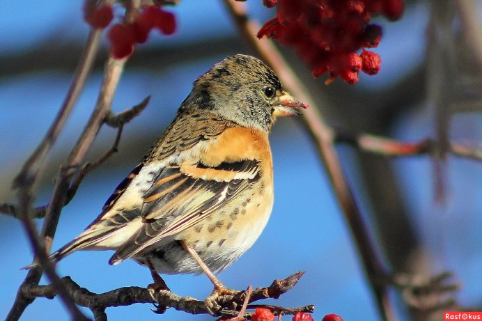 Паевский Вьюрковые птицы мира