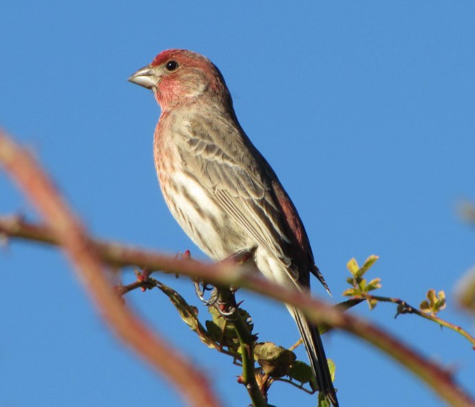 Семейство: Вьюрковые (Fringillidae)