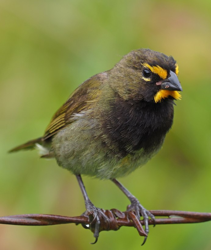 Вьюрок Вьюрковые