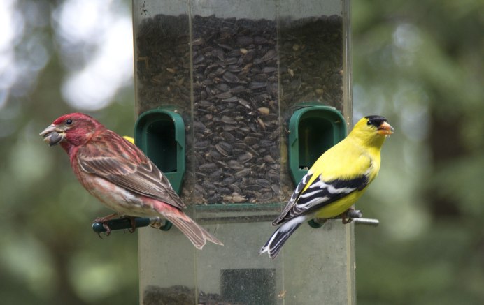 Вьюрок Зяблик