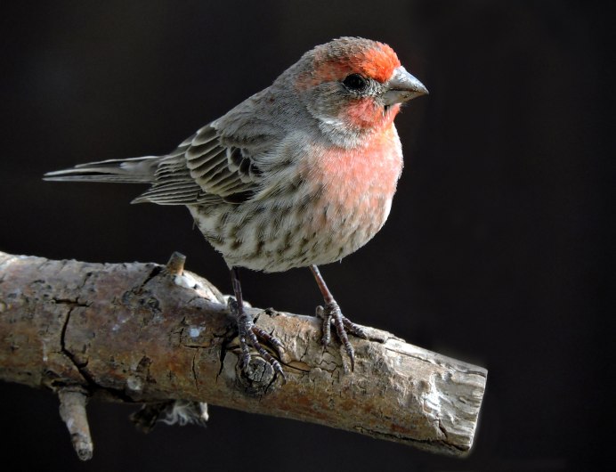 Пурпурный Финч