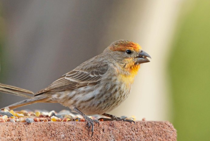 Carpodacus mexicanus