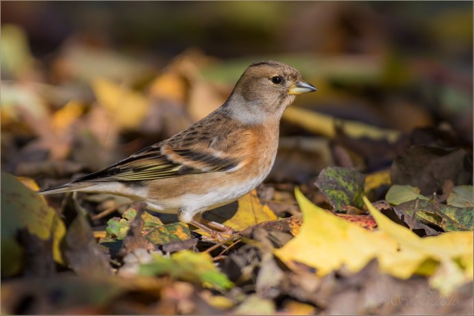American Goldfinch птица