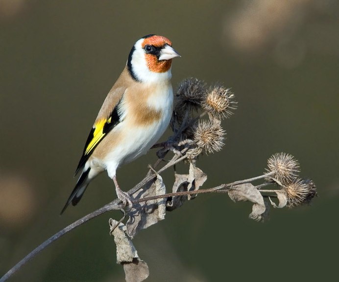 Щеглинные Вьюрковые