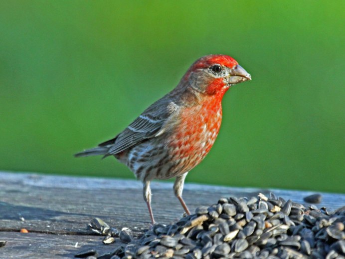 Вьюрковые Зяблик