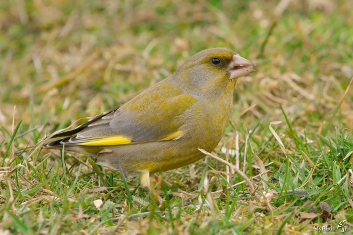 Черноголовый щегол Вьюрковые