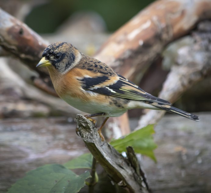 Болотная вьюрковая овсянка