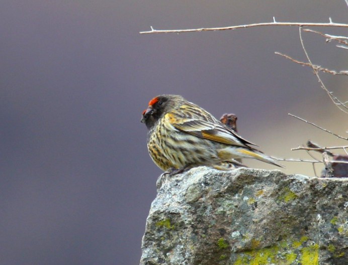House Finch птица