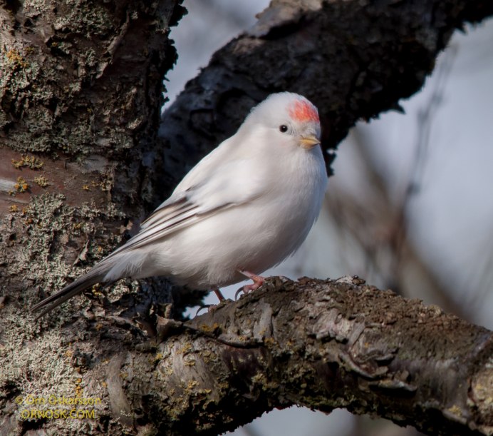 Вьюрок самец