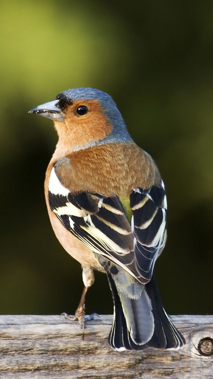 Сибирская чечевица Вьюрковые