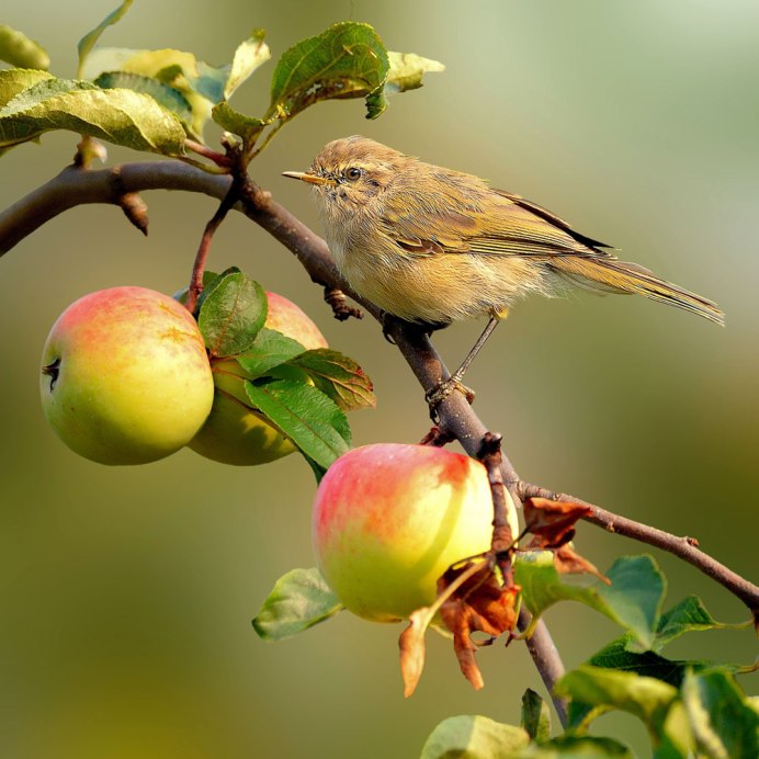 Robin Redbreast птица