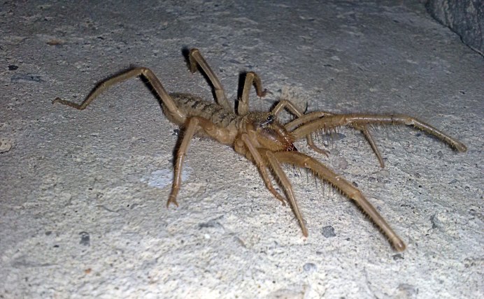 Sinopoda Scurion