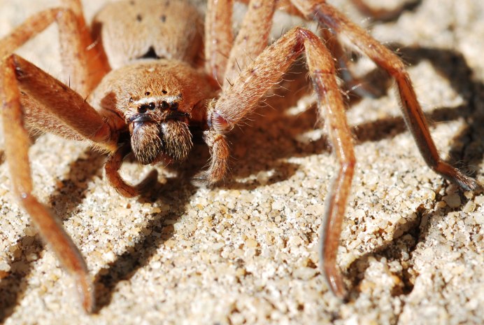 Cerbalus aravaensis