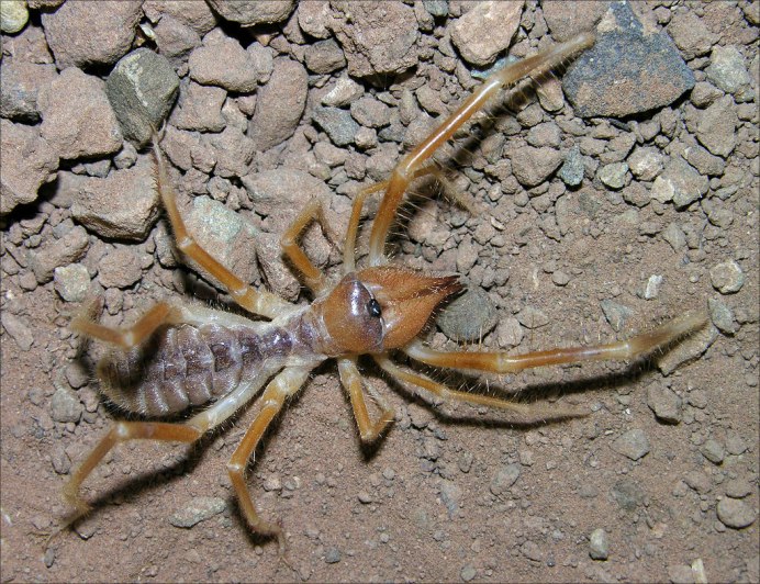 Паук Cebrennus rechenbergi