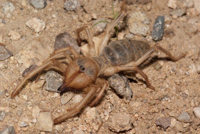 Sicarius hahni