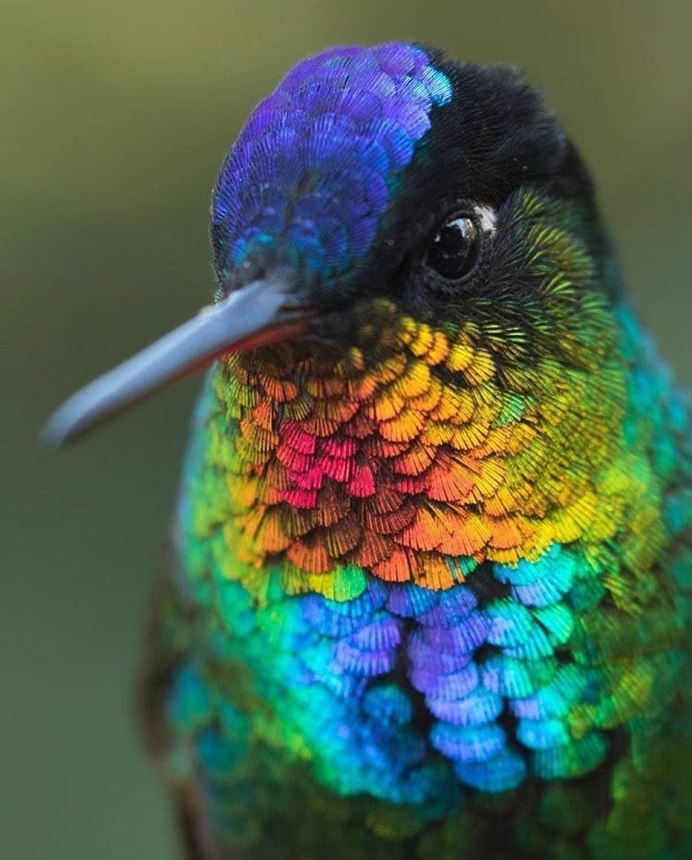 Огненногорлый Колибри