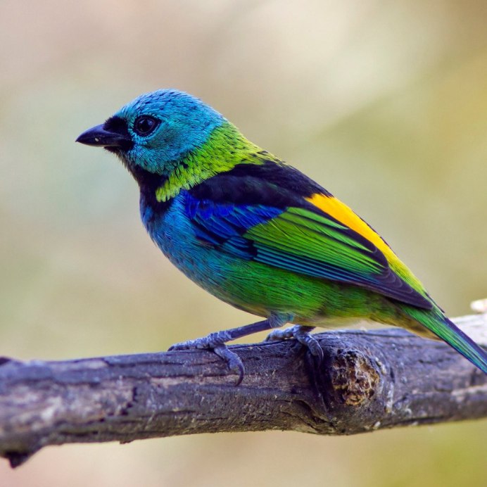 Кайеннская танагра