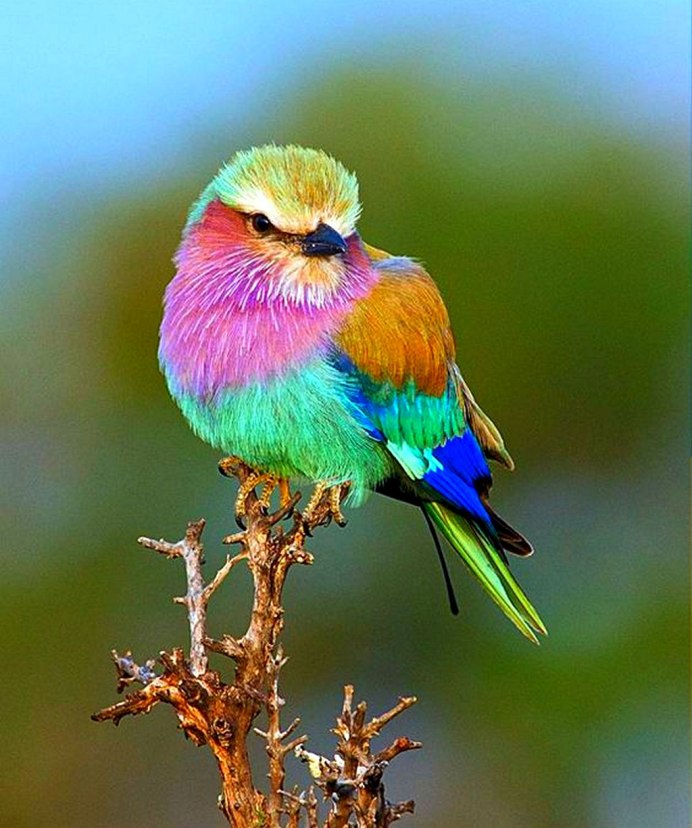 Сиреневогрудая сизоворонка птица