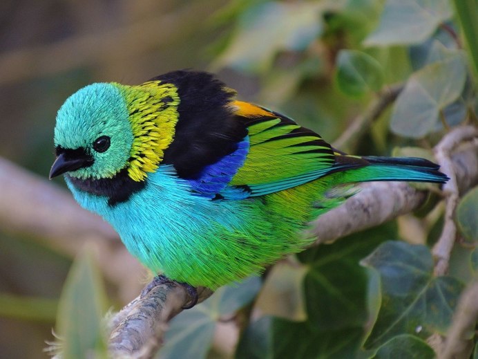 Синешапочная танагра птицы