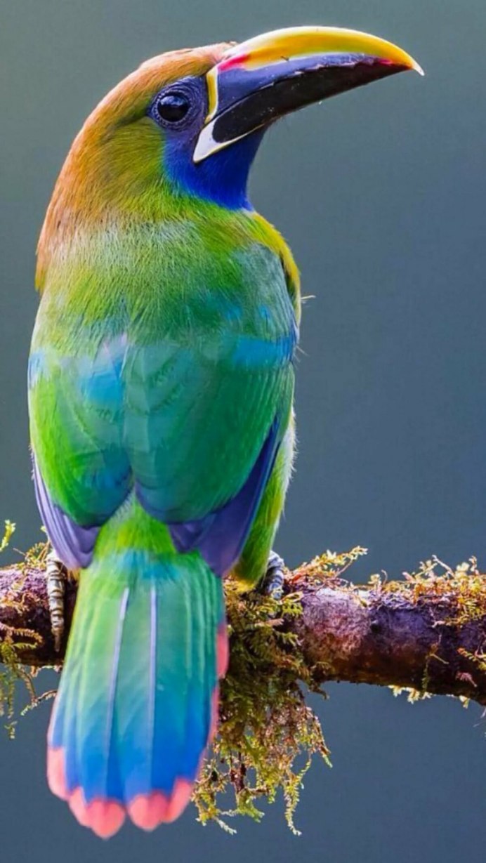 Гульдова амадина