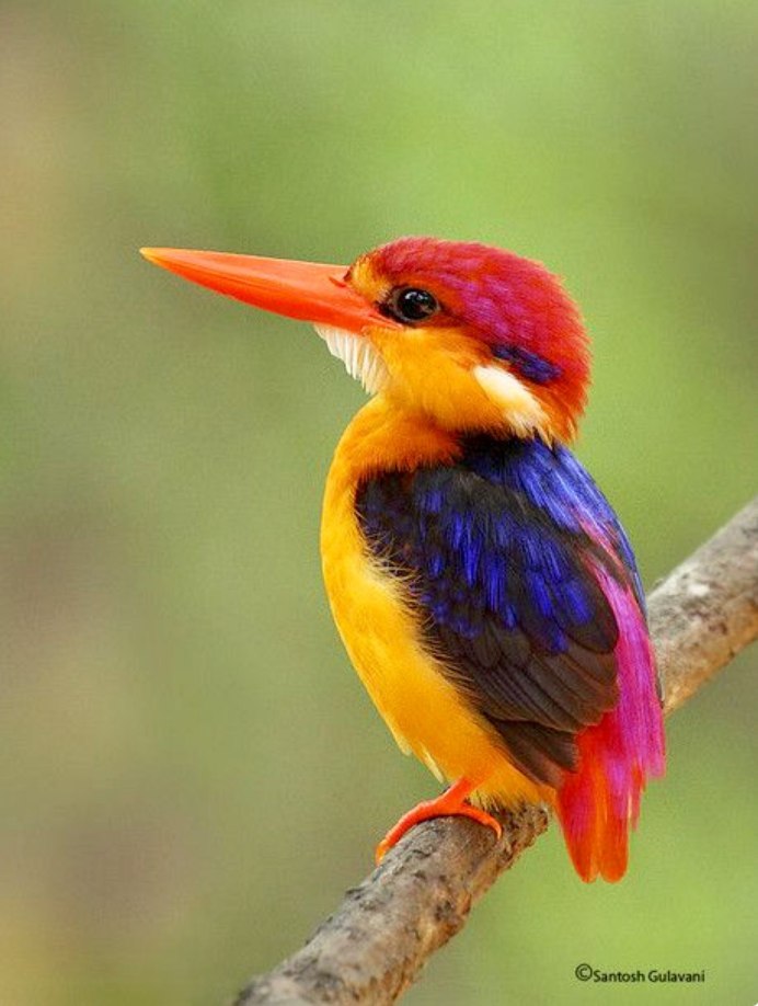 Маленькие яркие птички