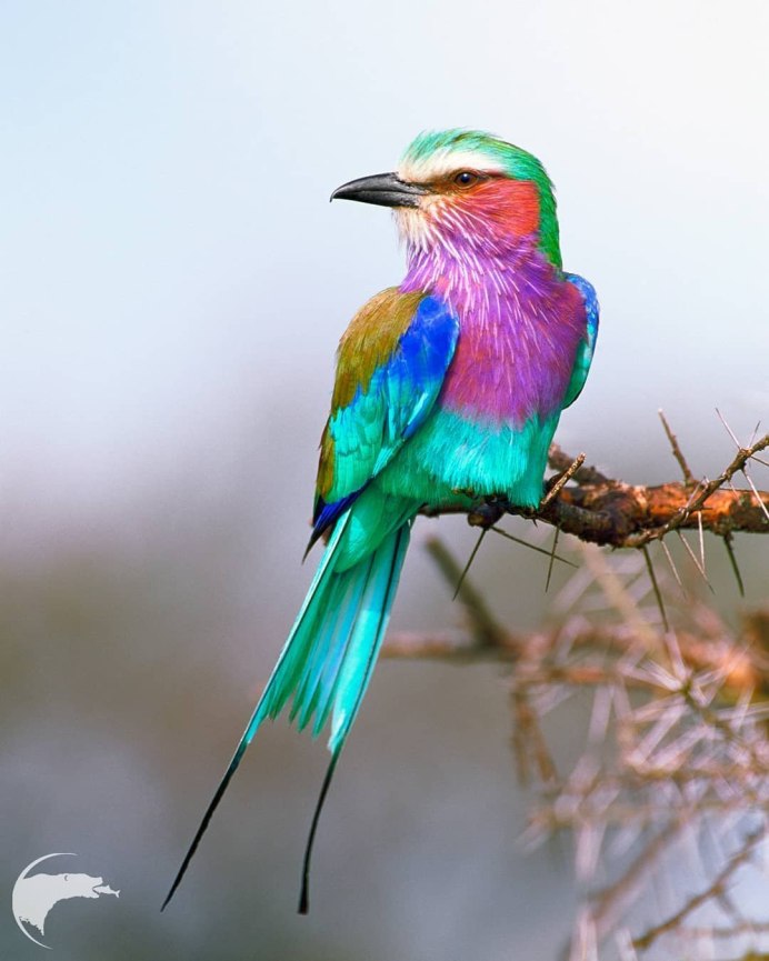 Вилохвостая сизоворонка