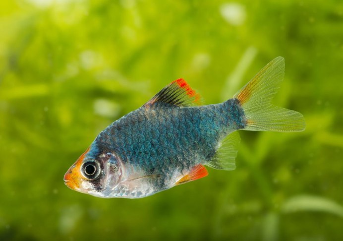 Барбус черный (Puntius nigrofasciatus)