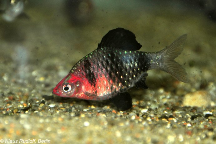 Pethia nigrofasciata
